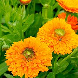 Calendula Seeds - Dandy