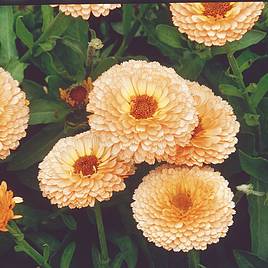 Calendula Seeds - Pink Surprise