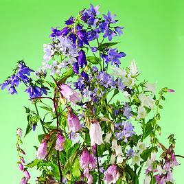 Campanula Cottage Garden Mix - Seeds