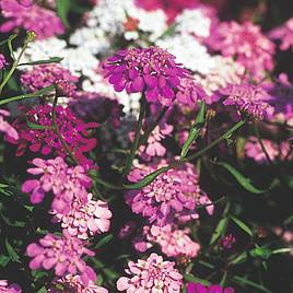 Candytuft Seeds - Fairy Mix