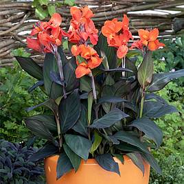 Canna x generalis Cannova Bronze Orange