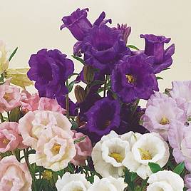 Canterbury Bell Seeds - Cup and Saucer Mix