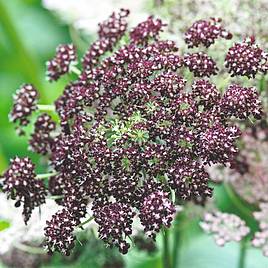 Flowering Carrot Seeds - Dara