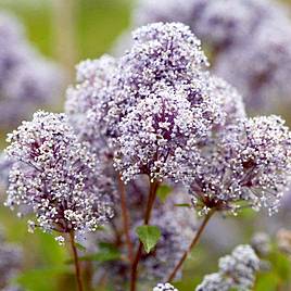 Ceanothus Marie Bleu