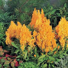 Celosia Fresh Look Yellow - Seeds