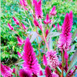Celosia Flamingo Feather - Seeds