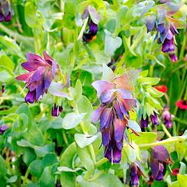 Cerinthe Seeds - Honey Bee