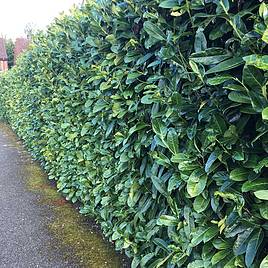 Prunus laurocerasus Rotundifolia (Cherry Laurel)