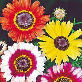Chrysanthemum carinatum Seeds - Sunshine Mix