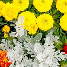 Cineraria maritima Silver Dust - Seeds