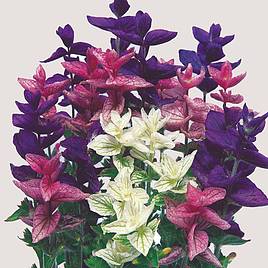 Salvia horminum Bouquet Mix - Seeds