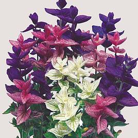 Salvia horminum Seeds - Bouquet Mix