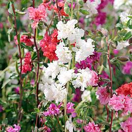 Clarkia elegans Seeds - Pretty Polly Mix