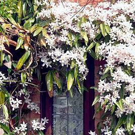 Clematis armandii Snowdrift