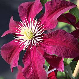 Clematis Niobe