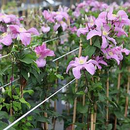 Clematis Comtesse de Bouchaud