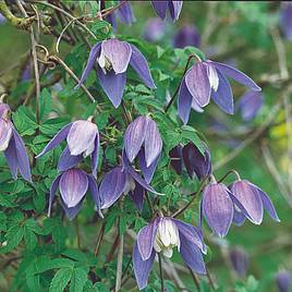 Clematis Frances Rivis