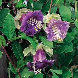 Cup and Saucer (Cathedral Bells) - Seeds