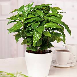 Houseplant Seeds - Barista