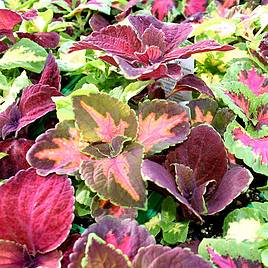 Coleus Blaze Collection - Houseplant Seeds