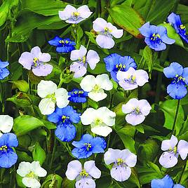 Commelina Starry Starry Sky - Seeds