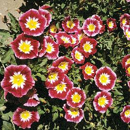 Convolvulus Red Ensign - Seeds
