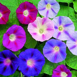 Convolvulus major Trumpet Mix - Seeds