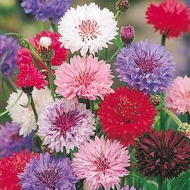 Cornflower Seeds - Polka Dot Mix