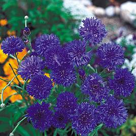 Cornflower Seeds - Blue Diadem