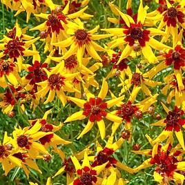 Coreopsis Seeds - Mardi Gras