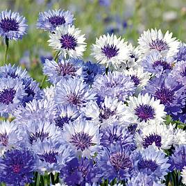 Cornflower Seeds - Classic Fantastic