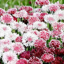 Cornflower Seeds - Classic Romantic