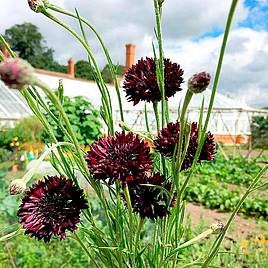 Cornflower Seeds - Black Ball