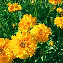 Coreopsis Early Sunrise