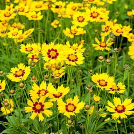 Coreopsis Sunkiss