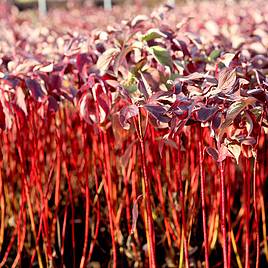 Cornus alba Baton Rouge
