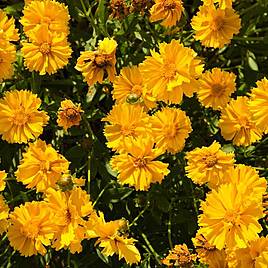 Coreopsis Seeds - Sunburst