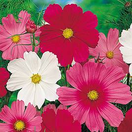 Cosmos Seeds - Sensation Tall Mix