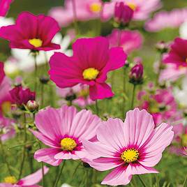 Cosmos Sonata Dwarf Mix - Seeds