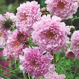 Cosmos Seeds - Rose Bonbon