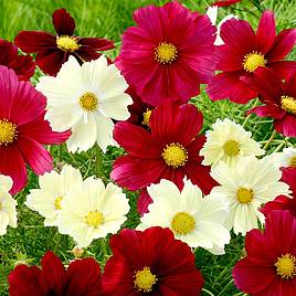 Cosmos Seeds - Rubies in Sunshine