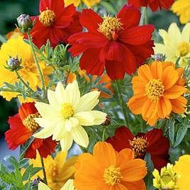 Cosmea Seeds - Brightness Mix