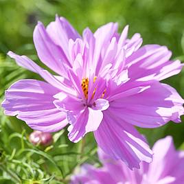 Cosmos Fizzy Pink - Seeds