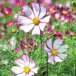 Cosmos Seeds - Tip Top Picotee
