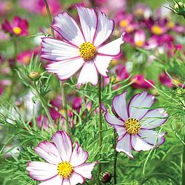 Cosmos Tip Top Picotee - Seeds