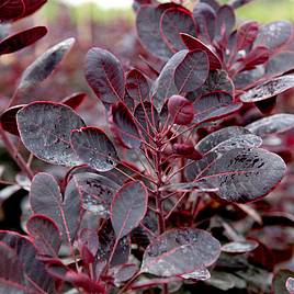 Cotinus coggygria Lilla
