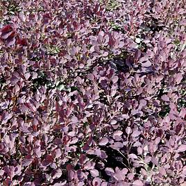 Cotinus coggygria Dusky Maiden