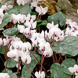 Cyclamen coum Album