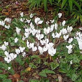Cyclamen hederifolium Alba Plants