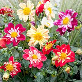 Dahlia Seeds - Yankee Doodle Dandy